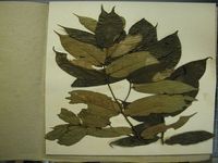 Herbarium sample